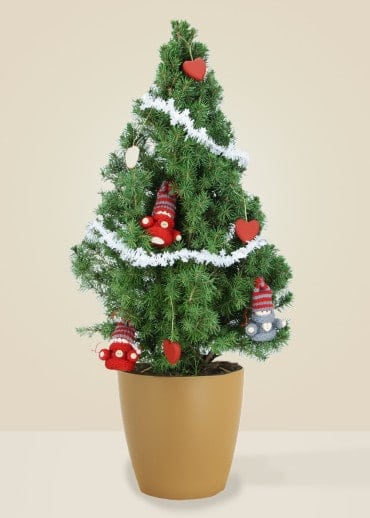 Sergiou Le Choupinou - Sapin naturel en pot
