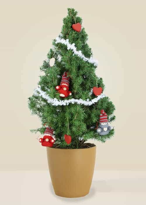 Sergiou Le Choupinou - Sapin naturel en pot