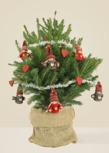 Sergiou Le Choupinou - Sapin naturel en pot