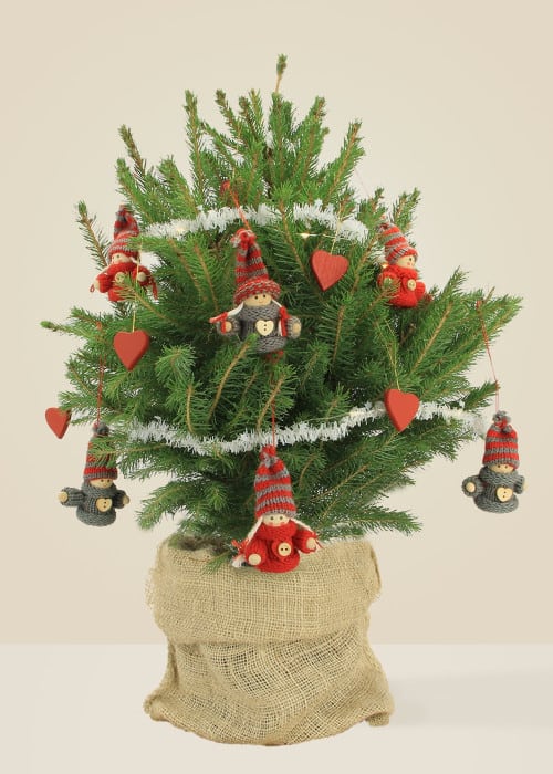 Sergiou Le Choupinou - Sapin naturel en pot