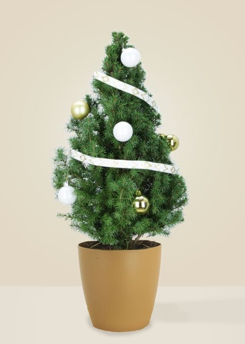 Victor Le Blanc et Or - Sapin naturel en pot