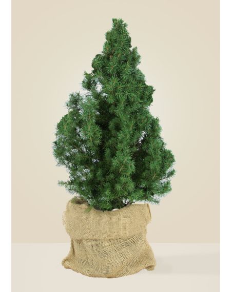 Mini sapin de noël naturel  Livraison sapin en pot avec ses racines