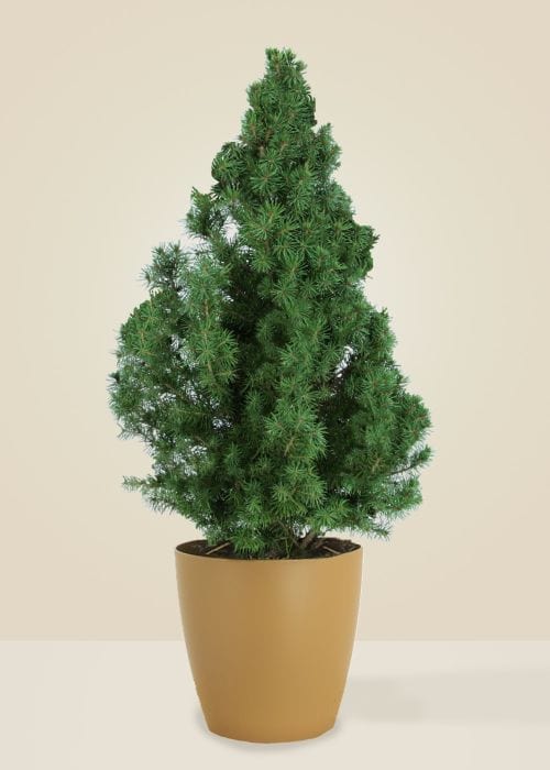 Marcel Le Naturel - Sapin naturel en pot
