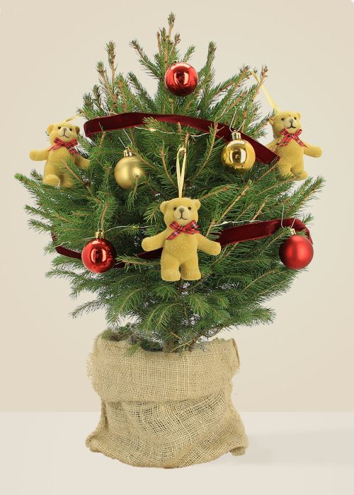 Gaston L’ourson - Sapin naturel en pot