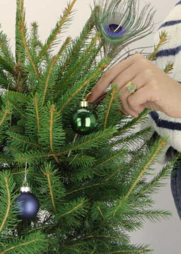 François Le Sapin des rois - Sapin naturel en pot