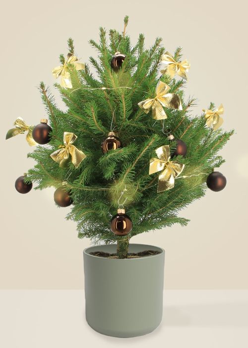 Alberic Le Chic - Sapin naturel en pot