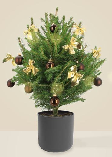 Alberic Le Chic - Sapin naturel en pot