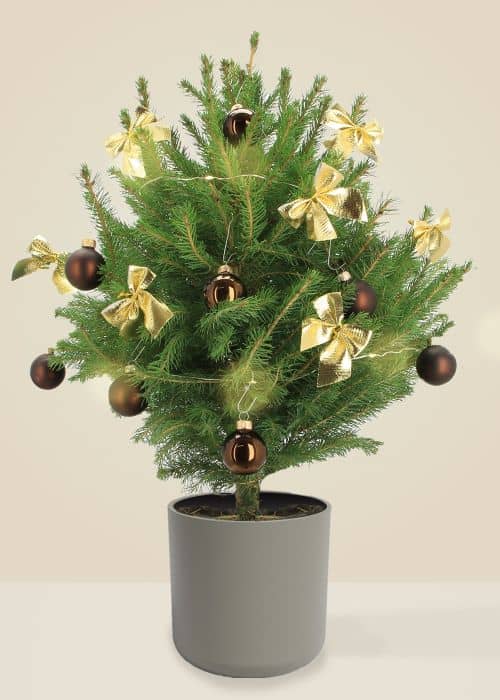 Alberic Le Chic - Sapin naturel en pot