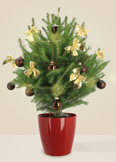 Alberic Le Chic - Sapin naturel en pot