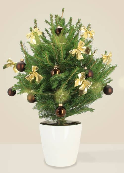 Alberic Le Chic - Sapin naturel en pot