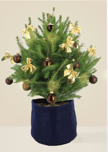 Alberic Le Chic - Sapin naturel en pot