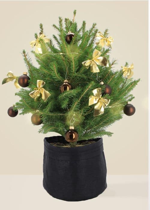 Alberic Le Chic - Sapin naturel en pot