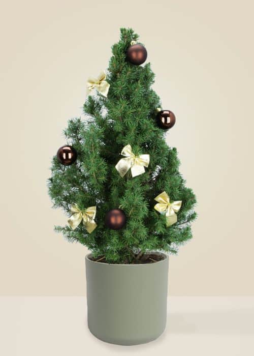 Alberic Le Chic - Sapin naturel en pot