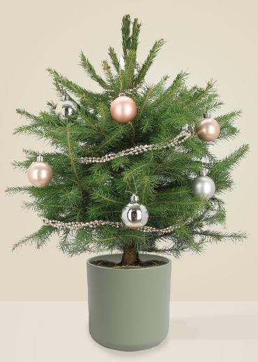 Adams Le Scintillant - Sapin naturel en pot