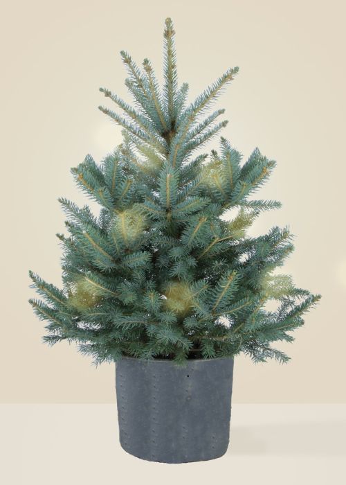 Le Punges - Le grand sapin naturel en pot