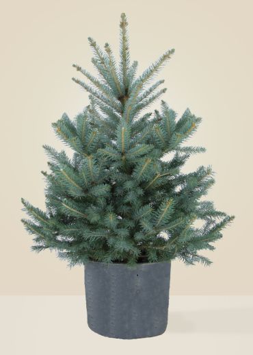 Le Punges - Le grand sapin naturel en pot