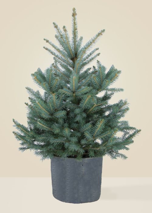 Le Punges - Le grand sapin naturel en pot Le Punges - Le grand sapin naturel en pot
