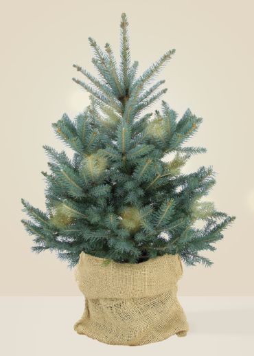 Le Punges - Le grand sapin naturel en pot