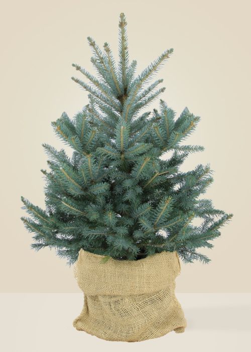 Le Punges - Le grand sapin naturel en pot