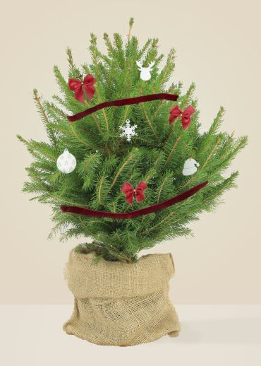 Eloi le Bois - Sapin naturel en pot
