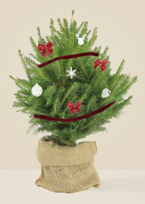 Eloi le Bois - Sapin naturel en pot