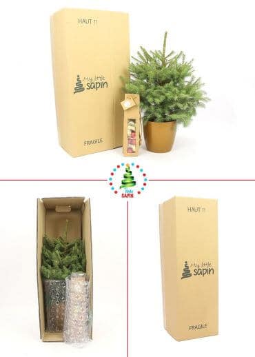 Le Latino - Sapin naturel en pot