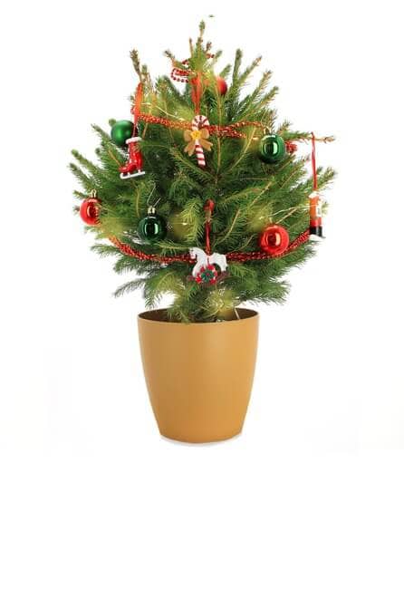 mini sapin naturel en pot avec la décoration le blanc et or