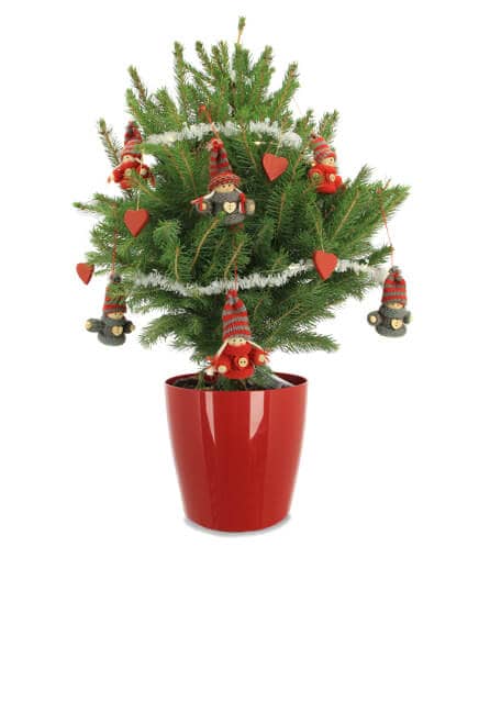 mini sapin naturel en pot avec la décoration le choupinou