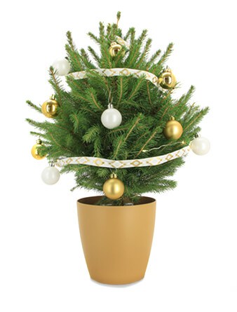 mini sapin naturel en pot avec sa décoration le blanc et or
