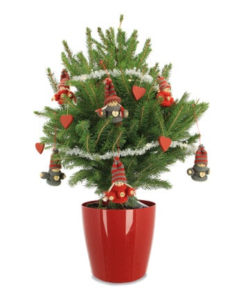mini sapin naturel en pot avec sa décoration le choupinou