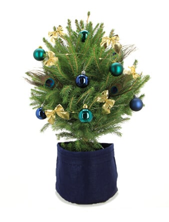 mini sapin naturel en pot avec sa décoration le sapin des rois