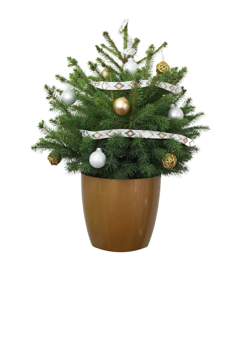 Sapin Naturel En Pot
