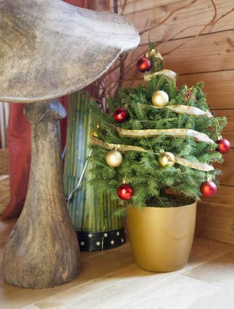 mini sapin naturel en pot dans une pièce avec la décoration le traditionnel 