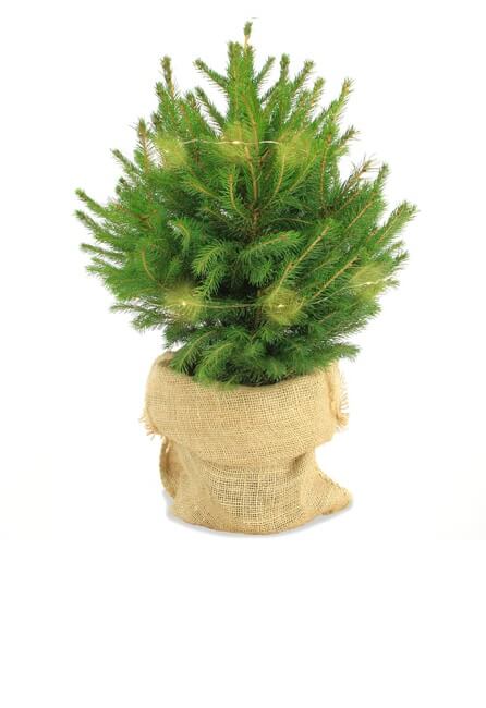 mini sapin naturel en pot avec la décoration le sapin des rois